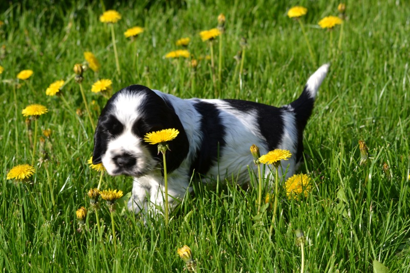 Vrh H a CH 35-Hanny.JPG